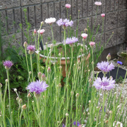 種 矢車草 30粒 自家採取 ドライフラワー made in 38 通販 15932683