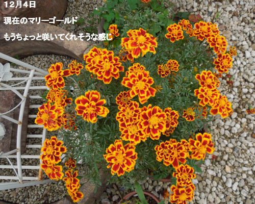 マリーゴールド種☆自家採取☆花の種 さき