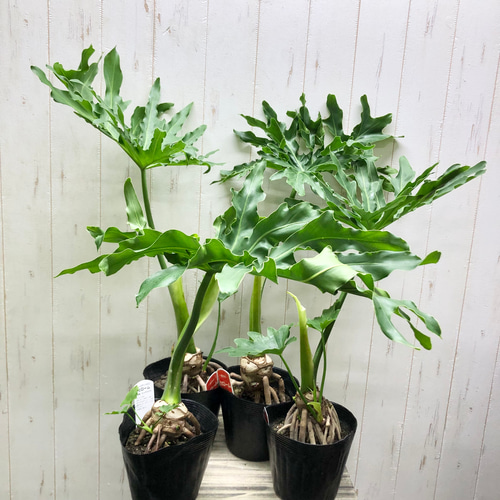 Hilodendron selloum フィロデンドロン・セローム セメントポット鉢 