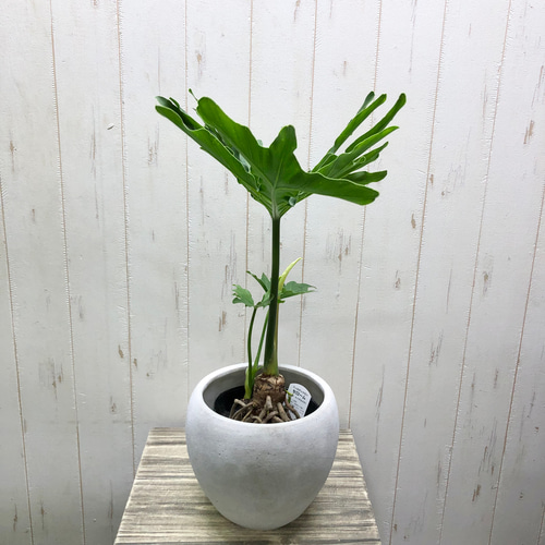 Hilodendron selloum フィロデンドロン・セローム セメントポット鉢 