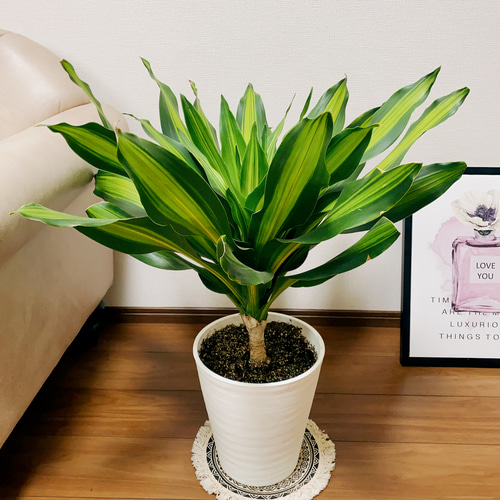 現品］【希少】ドラセナ フレグランスバーリー 8号 観葉植物 レア 室内