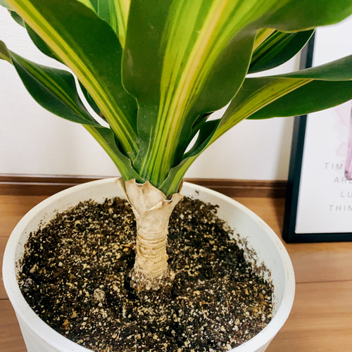 現品］【希少】ドラセナ フレグランスバーリー 8号 観葉植物 レア 室内