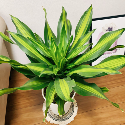 現品］【希少】ドラセナ フレグランスバーリー 8号 観葉植物 レア 室内