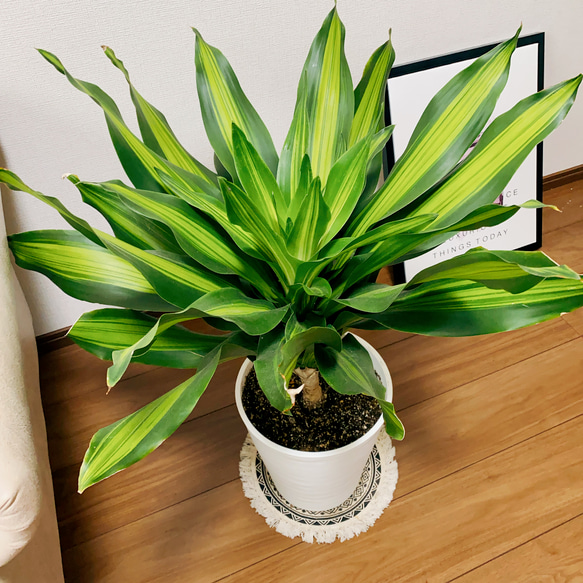 現品］【希少】ドラセナ フレグランスバーリー 8号 観葉植物 レア 室内