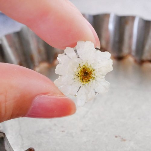 八重のマトリカリア/本物お花のピアス ピアス（スタッド・一粒） schaf 