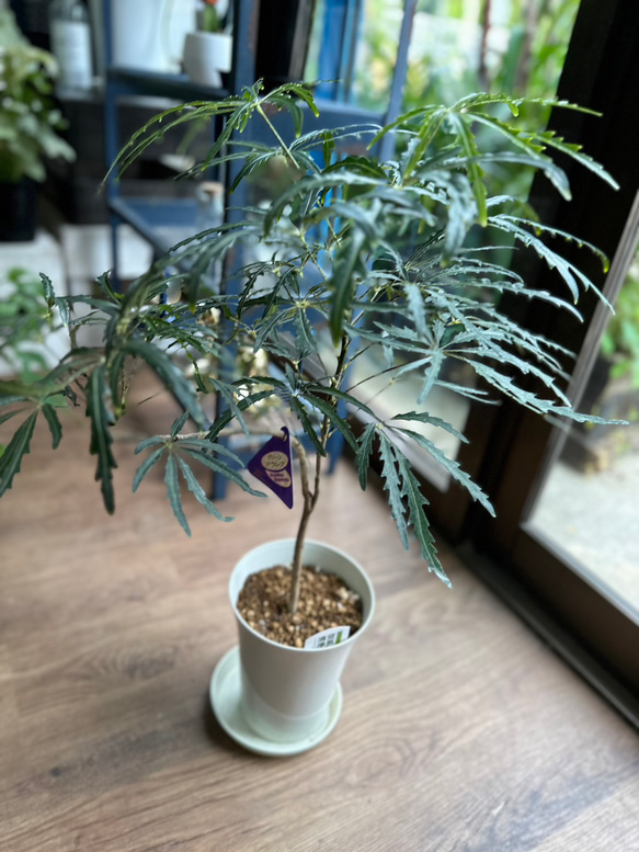 観葉植物A ITANSE 観葉植物 アスプレニウム コブラ 7号鉢 1個 人気 中型