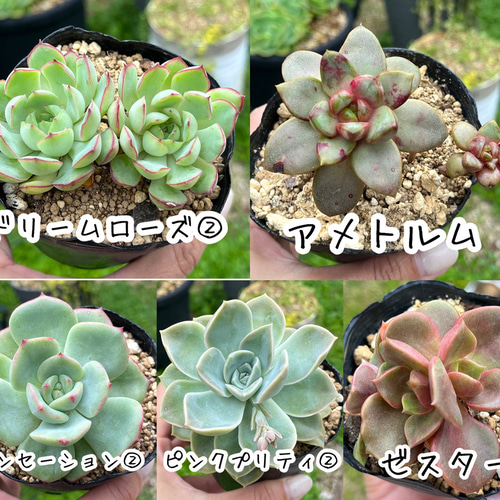 多肉植物　組み合わせ自由 多肉植物組み合わせ自由