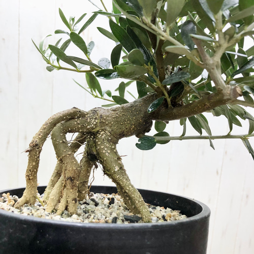 希少超大株】オリーブ古木 鉢直径40㌢ 盆栽風仕立 塊根 発根済 珍奇