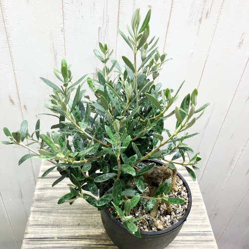 超特大オリーブの木　バスケット 芸術品　女神アテナからの贈り物　約45cm 超特大オリーブの木 バスケット 芸術品 女神アテナからの贈り物 約45cm