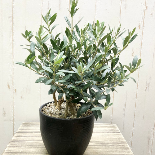 ③ オリーブの木 souju 【マンザニロ】特大苗木 テラコッタ植え