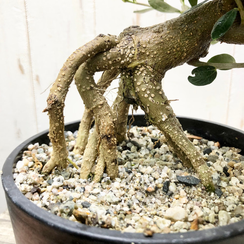 A オリーブ　根上がり　マンザニロ 盆栽 オリーブ 根上がり】 マンザニロ | mana's farm:塊根植物・アガベ