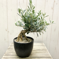 オリーブの木　盆栽 盆栽樹形 受粉樹 幹太め オリーブの木 ネバディロブランコ souju