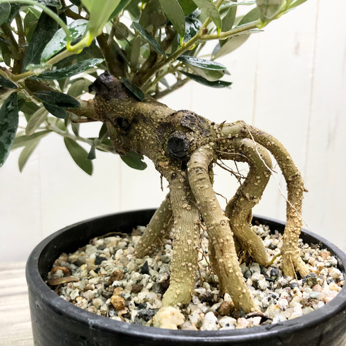 特大厳選株♡ 盆栽 根上がり オリーブの木 マンザニロ souju 31 その他