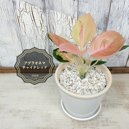 ☆レア☆アグラオネマ チャイナレッド 観葉植物 その他インテリア雑貨 陽華園 通販｜Creema(クリーマ) 15934668
