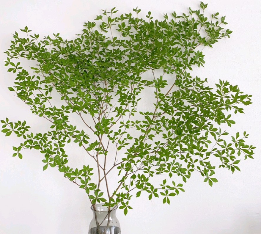 山採りドウダンツツジ 最終特価!山採り天然木。柔らかな枝ぶりの