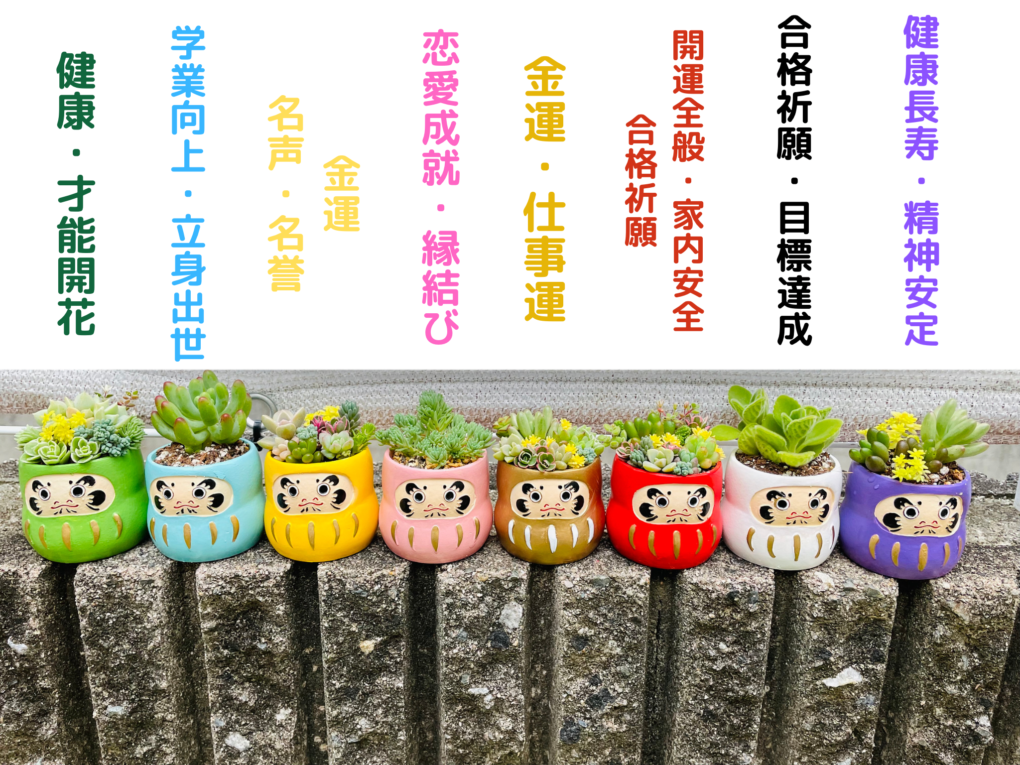 〜8カラーのミニミニダルマの寄せ植え〜多肉植物寄せ植え