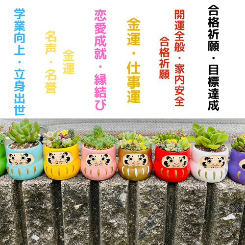 多肉植物　組み合わせ自由 多肉植物 組み合わせ自由 【公式通販】