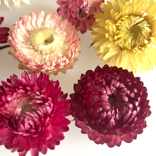 ヘリクリサムのドライフラワーアソート その他素材 hithit26 通販