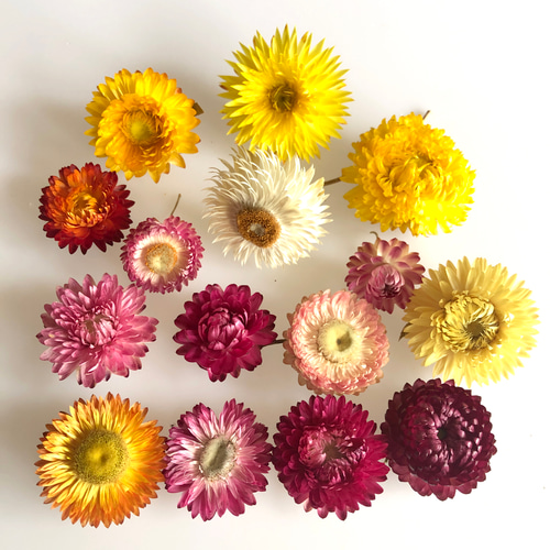 ドライフラワー花材セット。:°ஐ..♡*ヘリクリサム♡♡ 大地農園！ドライフラワー 10g分 「ヘリクリサム ピンク」プリザ 花材