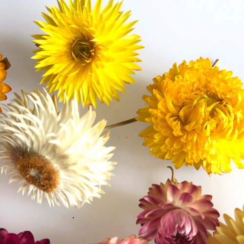 ヘリクリサムのドライフラワーアソート その他素材 hithit26 通販