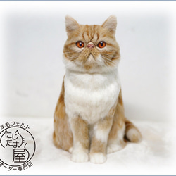 羊毛フェルト「うちの子」オーダー 猫 犬 そっくり ﾘｱﾙ ﾍﾟｯﾄ ｽｺﾃｨｯｼｭ ﾉﾙｳｪｰｼﾞｬﾝ ｱﾋﾞｼﾆｱﾝ 11枚目の画像