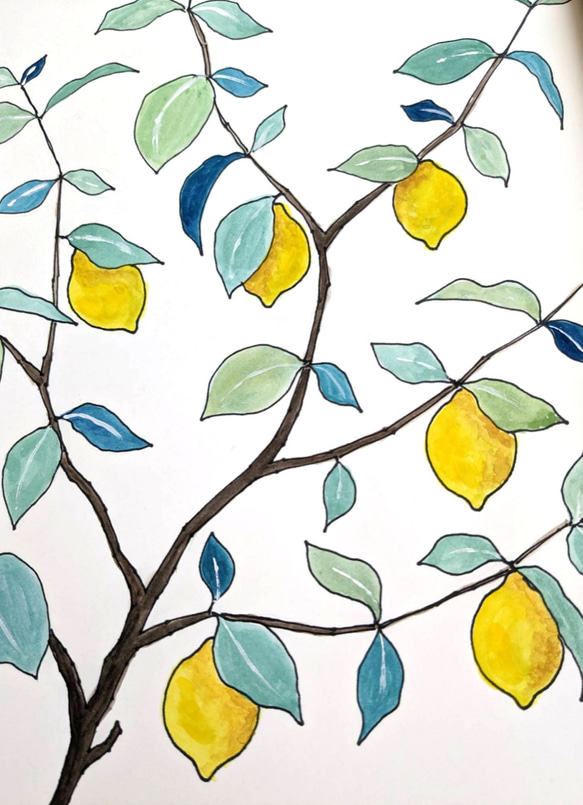 A4サイズ　水彩原画 レモンの木 2枚目の画像