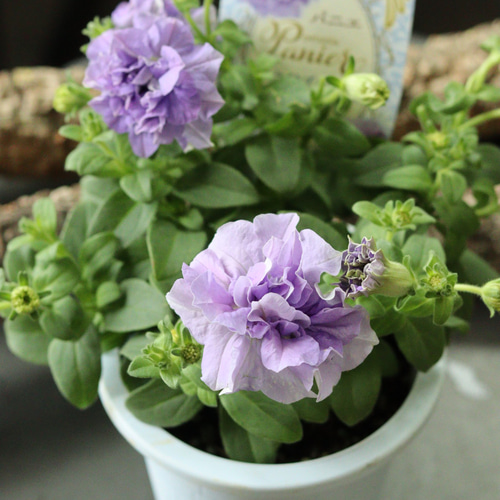 八重咲きペチュニア 