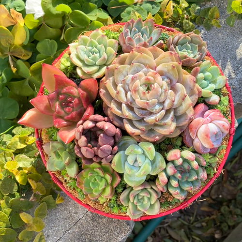 32）売り切れました❤︎ハート❤︎バスケット多肉植物寄せ植え 