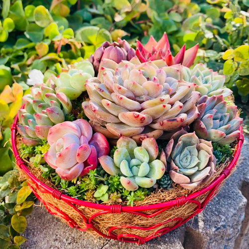 32）売り切れました❤︎ハート❤︎バスケット多肉植物寄せ植え