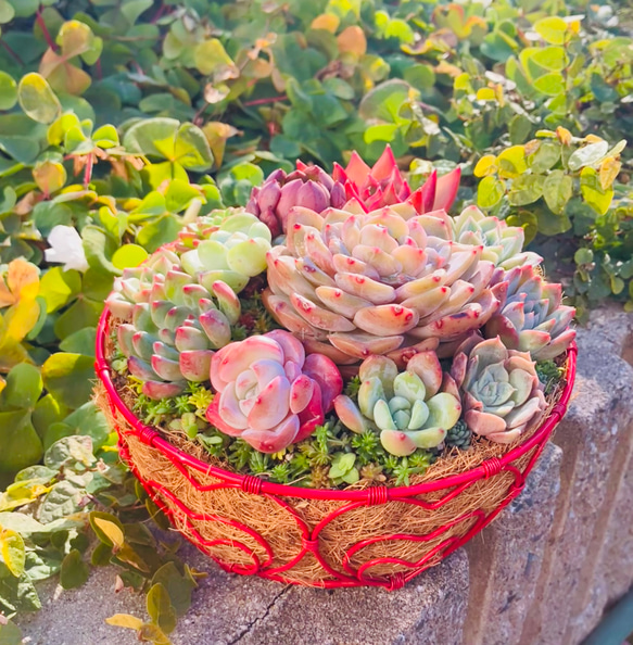 ❤️専用❤️多肉植物❤️そのまま飾れる寄せ植え❤️ ❤️専用❤️多肉植物♥そのまま飾れる寄せ植え~♥ 【公式通販】