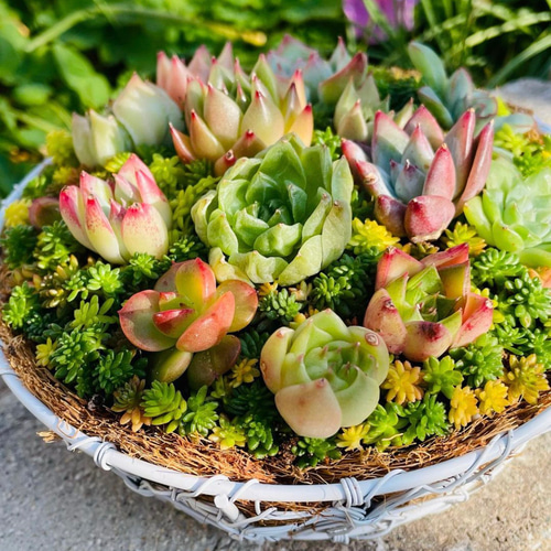 通販 箱いっぱい可愛いちまちま寄植えセット エケベリア 多肉植物 種・苗