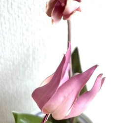 染花・布花・アートフラワー　　カタクリの花（１鉢）　　玄関・和洋の空間・お部屋のインテリアなどに… 5枚目の画像