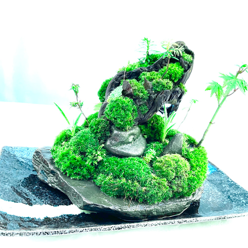 苔盆景 苔盆栽 雪洞窟 盆栽 moss loulan(楼蘭) 通販｜Creema(クリーマ)