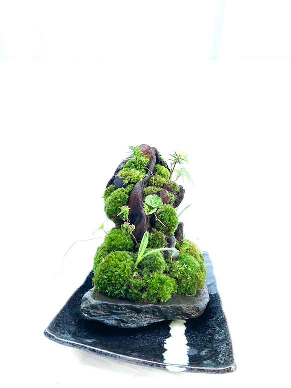 苔盆景　苔盆栽　雪洞窟 8枚目の画像
