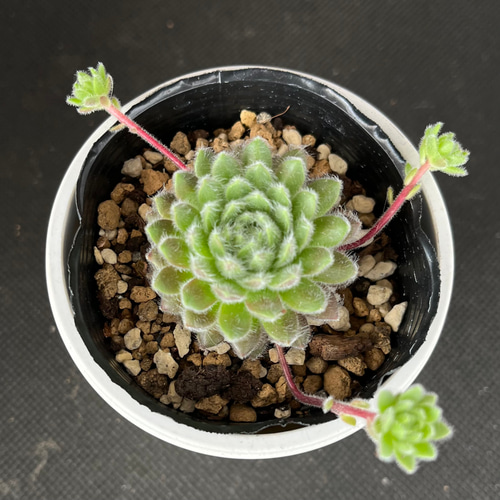 パシフィックグレイス センペルビウム 多肉植物 多肉植物 kanomarihome