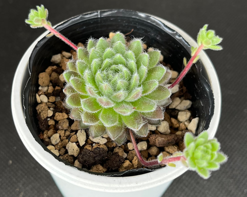 パシフィックグレイス センペルビウム 多肉植物 多肉植物 kanomarihome