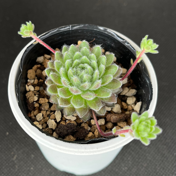 パシフィックグレイス センペルビウム 多肉植物 多肉植物 kanomarihome