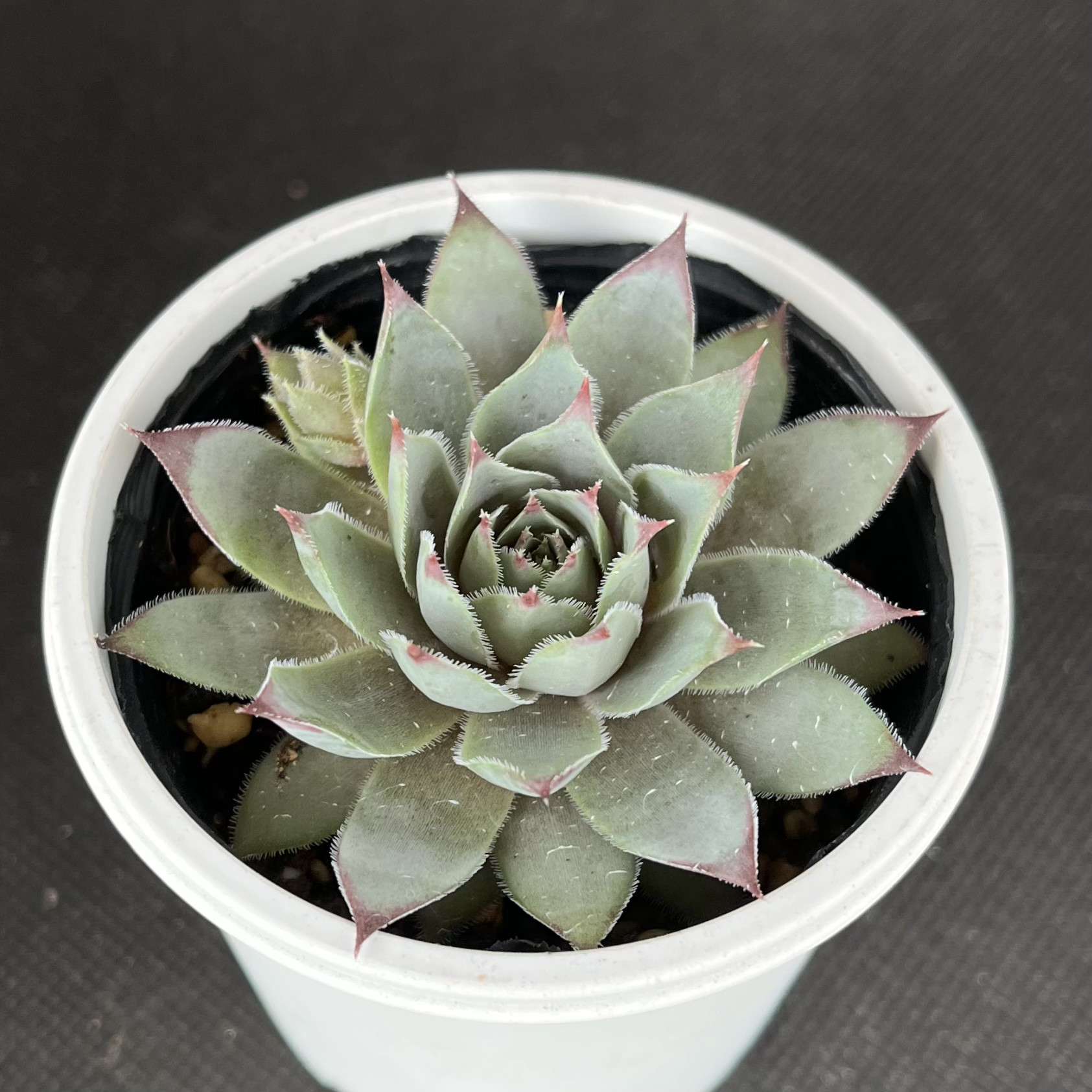 ブルーボーイ センペルビウム 多肉植物 多肉植物 kanomarihome