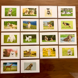 右脳が目覚める‼︎ フラッシュカード犬種　50枚 2枚目の画像
