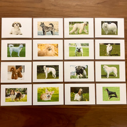 右脳が目覚める‼︎ フラッシュカード犬種　50枚 3枚目の画像