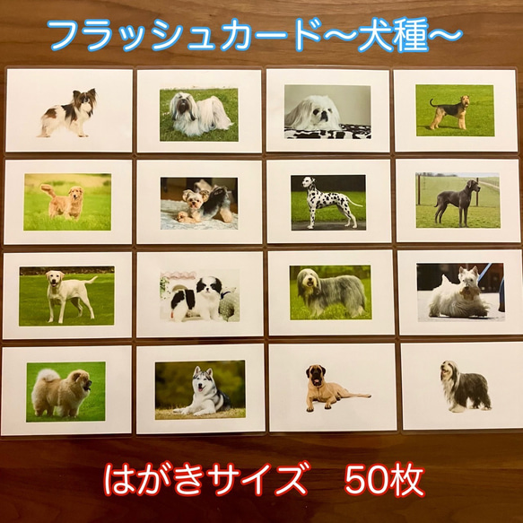 右脳が目覚める‼︎ フラッシュカード犬種　50枚 1枚目の画像