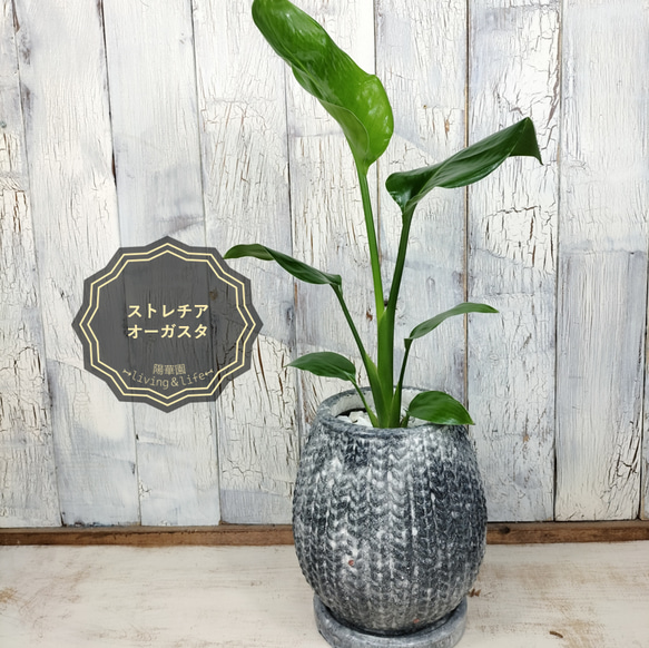 ご購入者指定】ストレリチア オーガスタ 観葉植物 その他インテリア