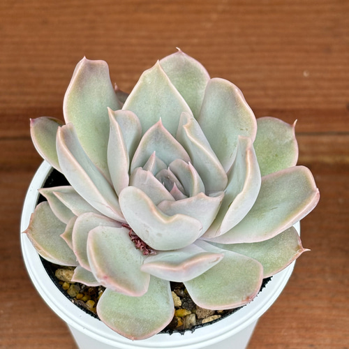 ホワイトキセス 多肉植物 多肉植物 kanomarihome 通販 15939079