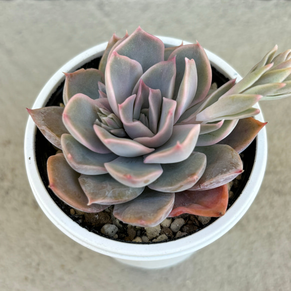 ホワイトキセス 多肉植物 多肉植物 kanomarihome 通販 15939079 ホワイトキセス 多肉植物 多肉植物 kanomarihome 通販 15939079