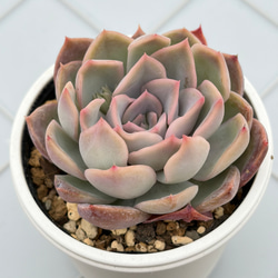 プラ鉢 A-25 白 10個セット 多肉植物 その他素材 kanomarihome 通販