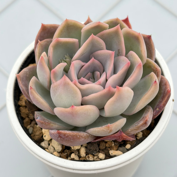 丸葉ホワイトチェリー 多肉植物 ホワイトキセス 多肉植物 多肉植物 kanomarihome 通販 15939079