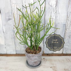 2f4f3b85b651432692b7fdcbe6bfa4