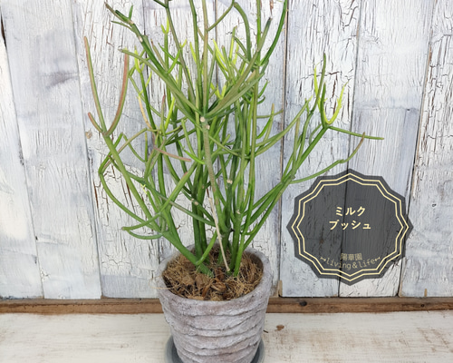 新宿でお渡し限定‼️ 観葉植物　ミルクブッシュ 2f4f3b85b651432692b7fdcbe6bfa4