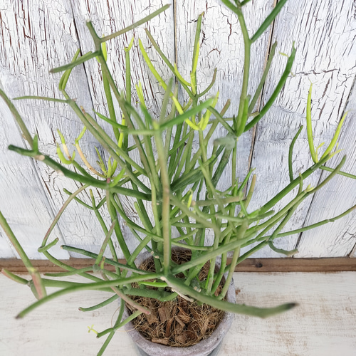 ミルクブッシュ 観葉植物 その他インテリア雑貨 陽華園 通販 15939268