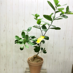 実付き 自宅で収穫 安心レモン レモンの木 ポンテローザ ジャンボ